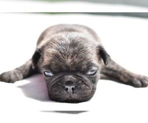 Pug Puppy for sale in PALM COAST, FL, USA