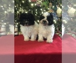 Small Photo #13 Poodle (Miniature)-Zuchon Mix Puppy For Sale in BOWLING GREEN, KY, USA