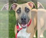 Small #4 American Pit Bull Terrier Mix