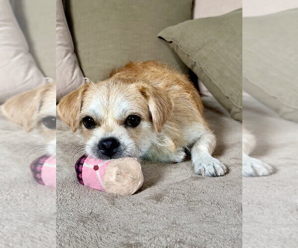 Medium Photo #2 Mutt Puppy For Sale in San Leon, TX, USA
