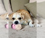 Small #1 Mutt