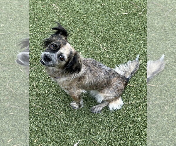 Medium Photo #2 Colonial Cocker Spaniel-Unknown Mix Puppy For Sale in Corona, CA, USA