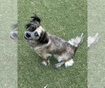 Small #1 Colonial Cocker Spaniel Mix