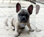 Puppy 2 French Bulldog