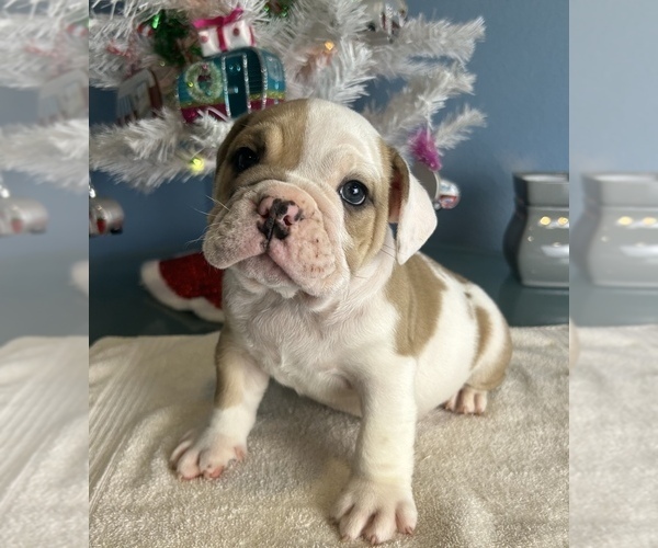 Medium Photo #8 Bulldog Puppy For Sale in THONOTOSASSA, FL, USA