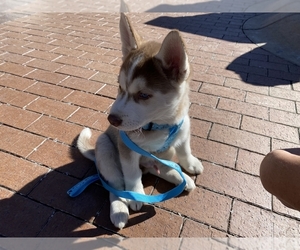 Siberian Husky Puppy for sale in AURORA, CO, USA