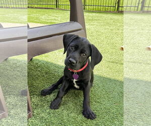 Mutt Dogs for adoption in Fort Worth, TX, USA
