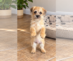 Biscuit - Male Border Terrier-Brussels Griffon Mix Dog for Adoption - Small photo