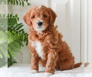 Goldendoodle (Miniature) Puppy for Sale in LANCASTER, Pennsylvania USA