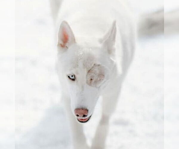 Medium Photo #4 Siberian Husky Puppy For Sale in Omaha, NE, USA