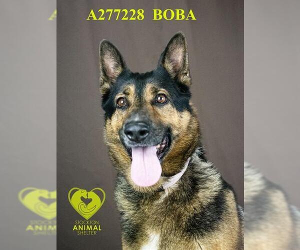 Medium Photo #1 German Shepherd Dog Puppy For Sale in Stockton, CA, USA