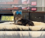 Small Photo #1 Yorkshire Terrier Puppy For Sale in FORT WORTH, TX, USA