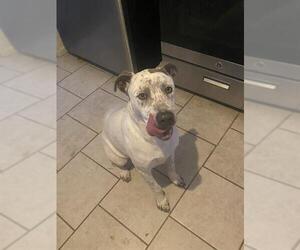 Catahoula Leopard Dog-Unknown Mix Dogs for adoption in San Antonio, TX, USA