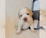 Small Photo #2 Cocker Spaniel Puppy For Sale in CUMBERLAND, VA, USA