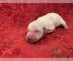 Small Photo #5 English Cream Golden Retriever Puppy For Sale in WHITE SALMON, WA, USA