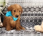Small Photo #2 Labradoodle Puppy For Sale in CLAY, PA, USA