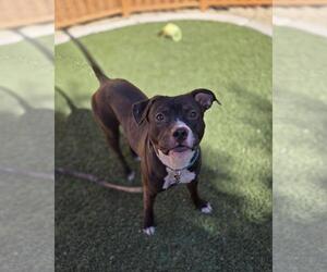 American Pit Bull Terrier-Unknown Mix Dogs for adoption in Las Vegas, NV, USA