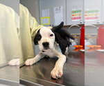Small #1 Mutt