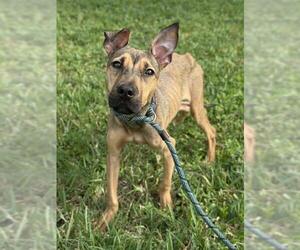 American Staffordshire Terrier Dogs for adoption in Fort Lauderdale, FL, USA