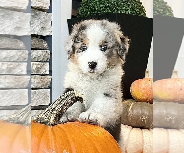 Medium Photo #1 Australian Shepherd Puppy For Sale in LODA, IL, USA