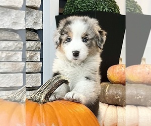 Australian Shepherd Puppy for sale in LODA, IL, USA