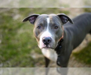 American Pit Bull Terrier Dogs for adoption in Gloversville, NY, USA