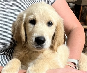 Golden Retriever Puppy for sale in LAURA, OH, USA