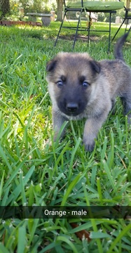 Medium Photo #1 German Shepherd Dog Puppy For Sale in CROSBY, TX, USA