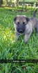 Small Photo #1 German Shepherd Dog Puppy For Sale in CROSBY, TX, USA