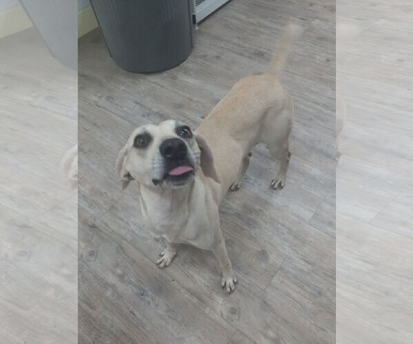 Medium Photo #2 Labrador Retriever-Unknown Mix Puppy For Sale in Murfreesboro, NC, USA