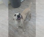 Small #1 Labrador Retriever Mix
