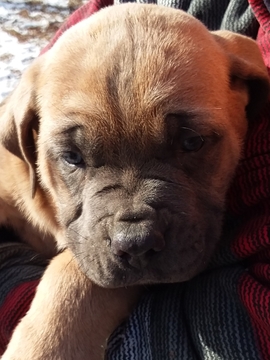Medium Photo #1 Cane Corso Puppy For Sale in REDKEY, IN, USA