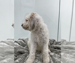 Small Photo #2 Goldendoodle Puppy For Sale in HIALEAH, FL, USA