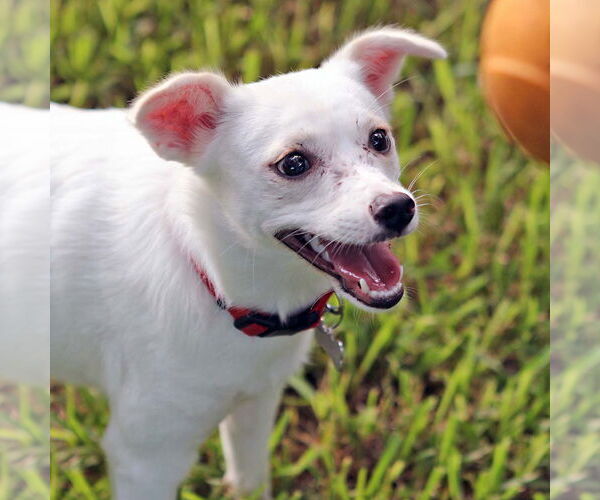 Medium Photo #2 American Eskimo Dog-Unknown Mix Puppy For Sale in Rosenberg, TX, USA