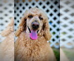 Small Poodle (Standard) Mix