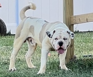 Father of the Alapaha Blue Blood Bulldog puppies born on 06/30/2022