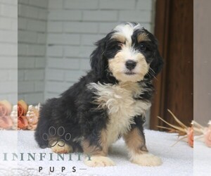 Bernedoodle (Miniature) Puppy for sale in NARVON, PA, USA