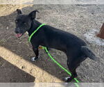 Small #1 American Staffordshire Terrier-Basset Hound Mix