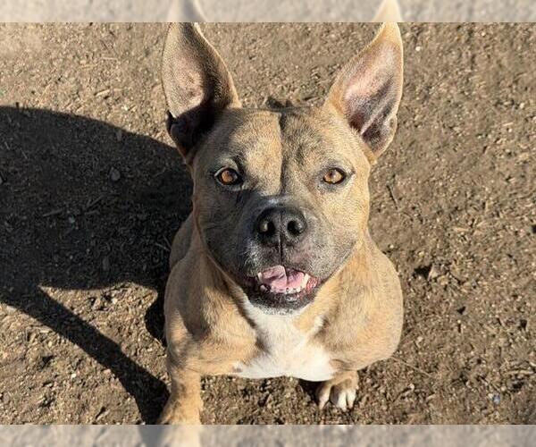 Medium Photo #2 Mutt Puppy For Sale in Orange, CA, USA