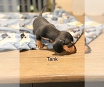 Litter of 5 - Male(s) and Female(s) DachshundLitter of Puppies for Sale - Photo #8