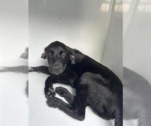 Labrador Retriever-Unknown Mix Dogs for adoption in Houston, TX, USA