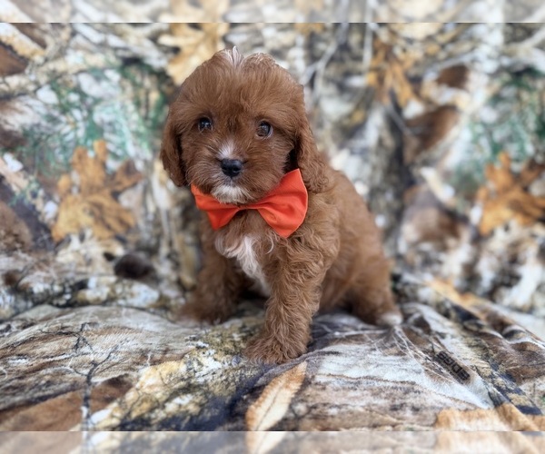 Medium Photo #8 Cavapoo (Miniature) Puppy For Sale in LAKELAND, FL, USA
