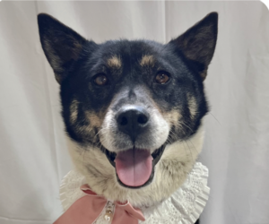 Mutt Dogs for adoption in San Ramon, CA, USA