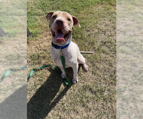 Medium Photo #3 American Pit Bull Terrier-Unknown Mix Puppy For Sale in Corpus Christi, TX, USA