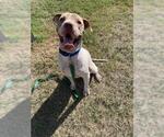 Small #2 American Pit Bull Terrier Mix