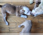 Small Photo #8 American Bully Puppy For Sale in GETTYSBURG, PA, USA