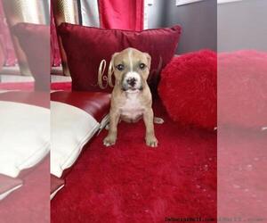 American Bully-American Pit Bull Terrier Mix Puppy for sale in MERRILLVILLE, IN, USA