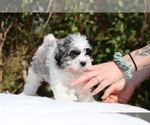 Small #6 ShihPoo