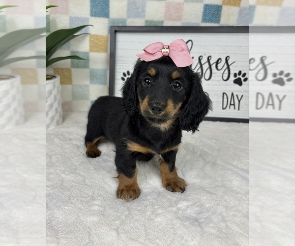 Medium Photo #5 Dachshund Puppy For Sale in FRANKLIN, IN, USA