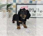 Small #4 Dachshund
